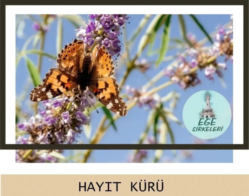 Hayıt Kürü