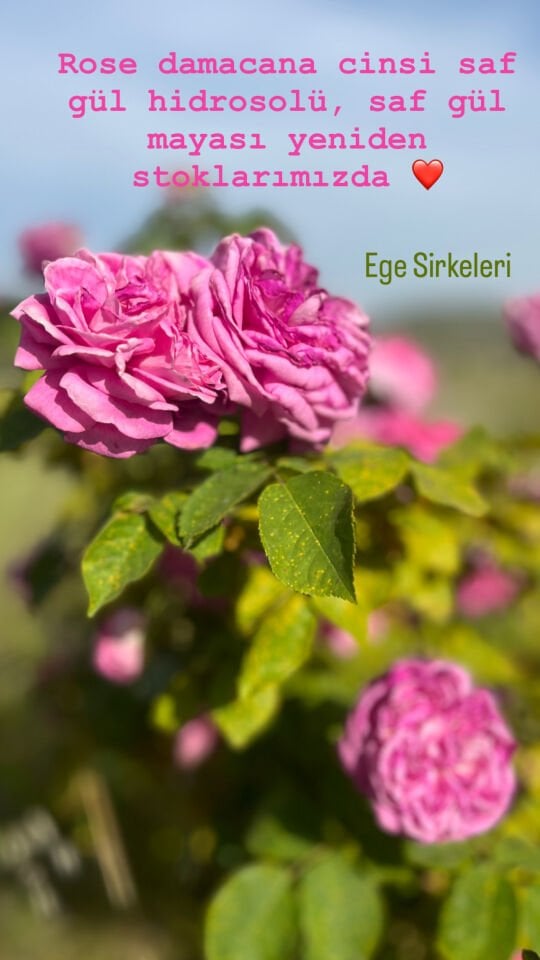 Gül hidrosolü (Yağı alınmamış gül suyu, gül mayası)