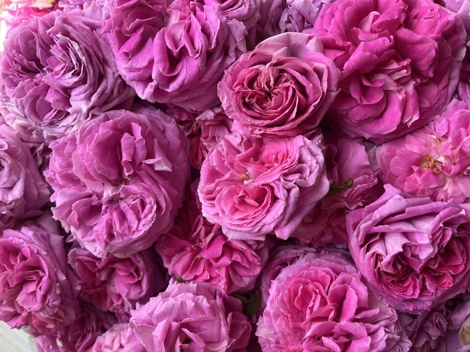 Gül hidrosolü (Yağı alınmamış gül suyu, gül mayası)