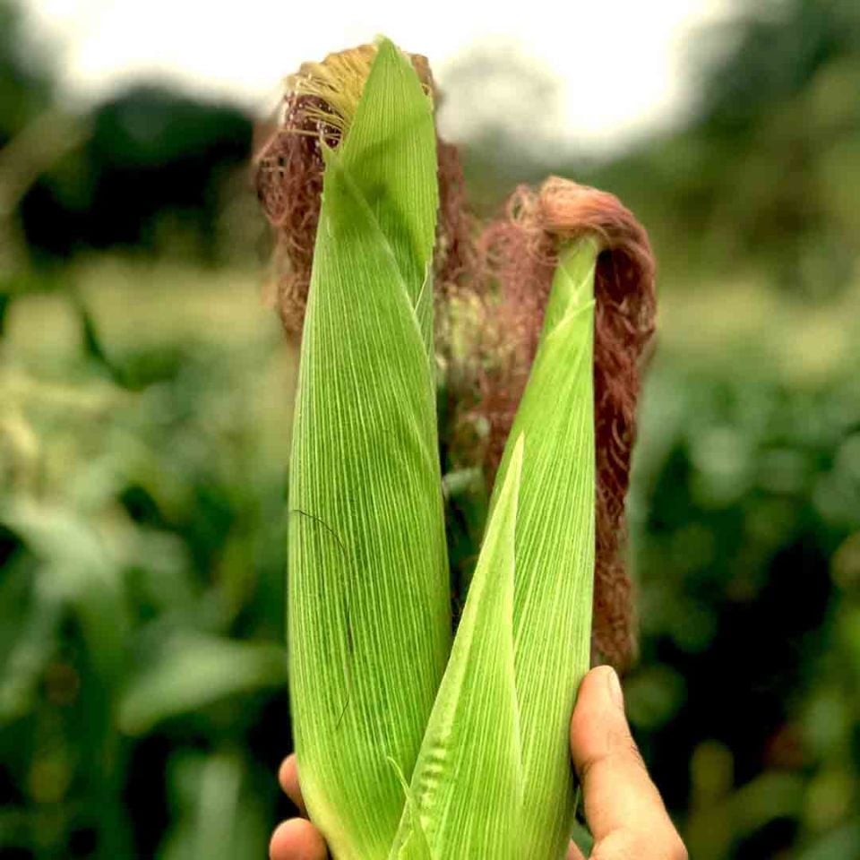 Mısır Püskülü